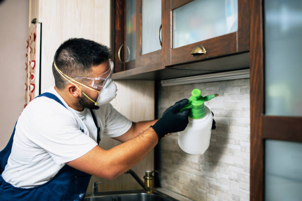 Best Ant Control Services  in South Alamo, TX