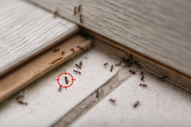 Insect Control in South Alamo, TX