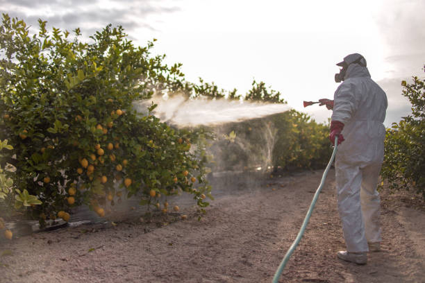 Best Local Pest Control Services  in South Alamo, TX
