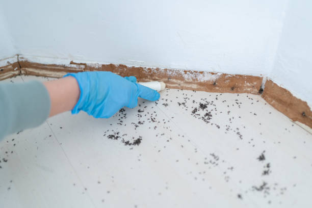 Best Affordable Pest Control Services  in South Alamo, TX