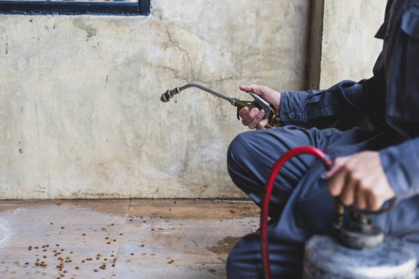 Best Affordable Pest Control Services  in South Alamo, TX